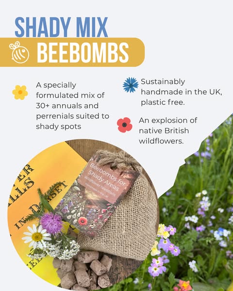 Turn your shadiest corner into a wildflower haven for bees Plastic-free seedballs, handmade in Dorset. Scatter and grow