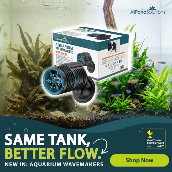 Keep Your Aquarium Healthy