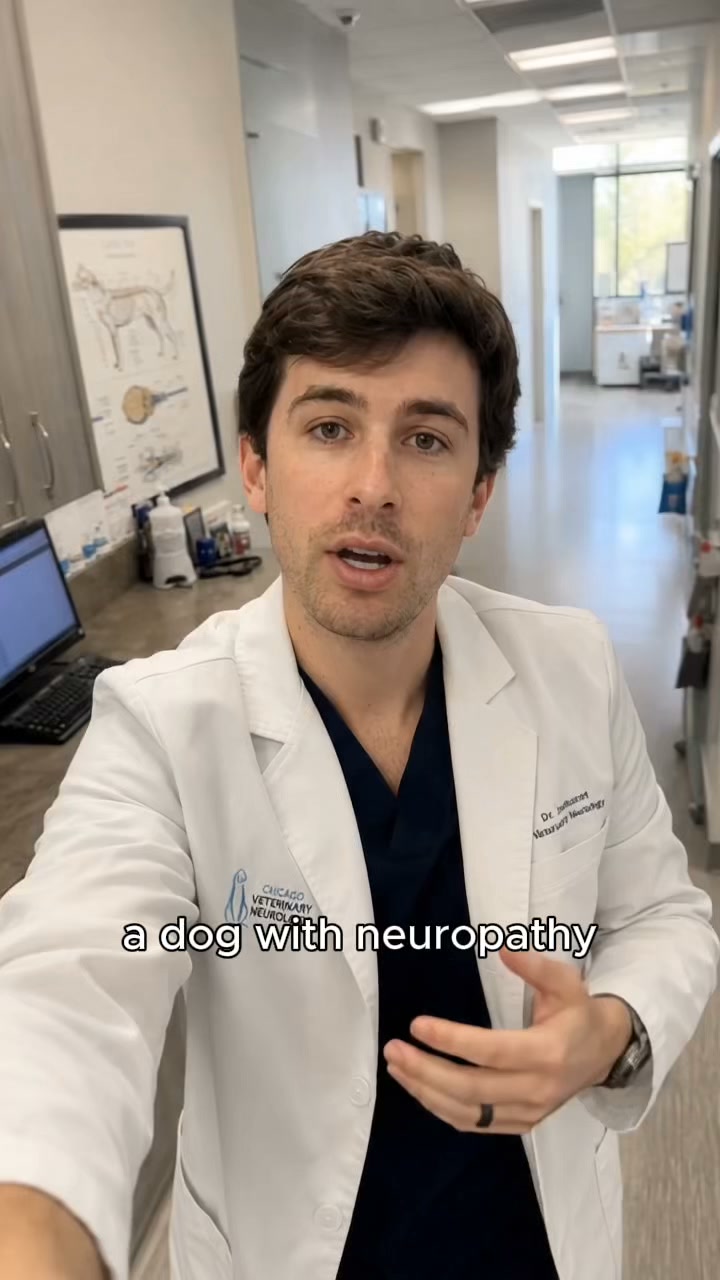 Is Your Dog Losing Mobility?