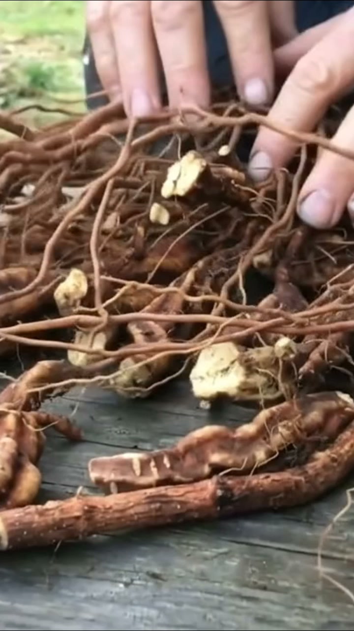 Reverse Grey Hair Naturally at the Root!