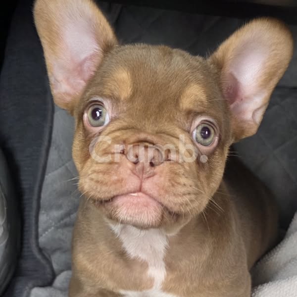 Missing Dog: Bronson