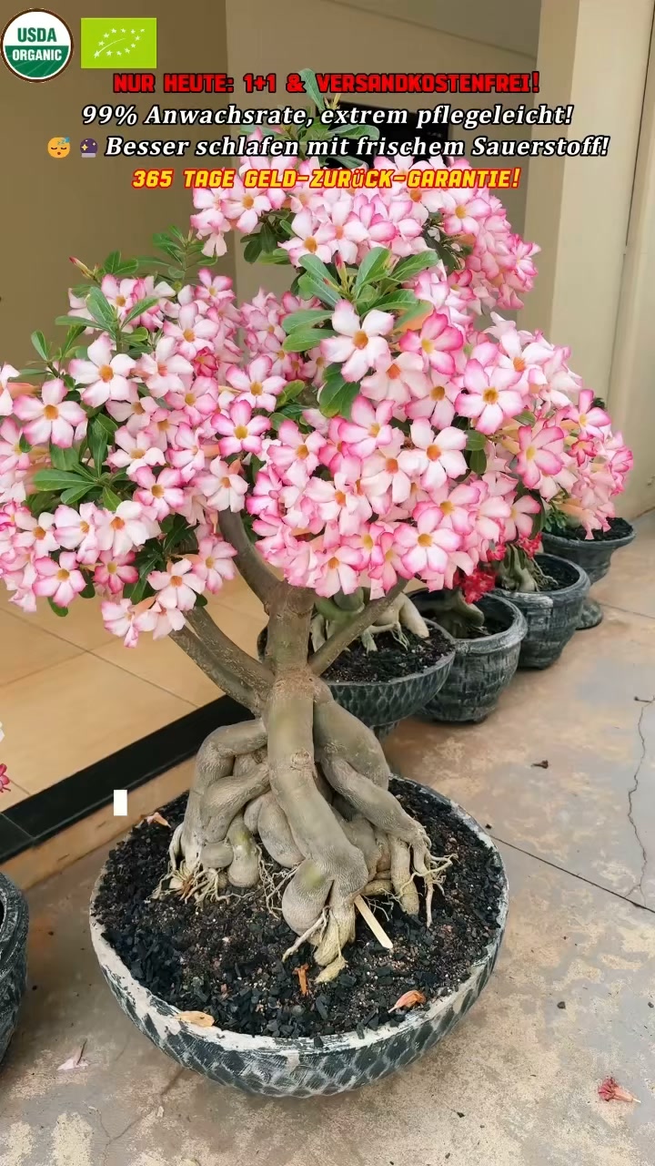 La Rose du Désert (Adenium) : la plante qui défie le temps.