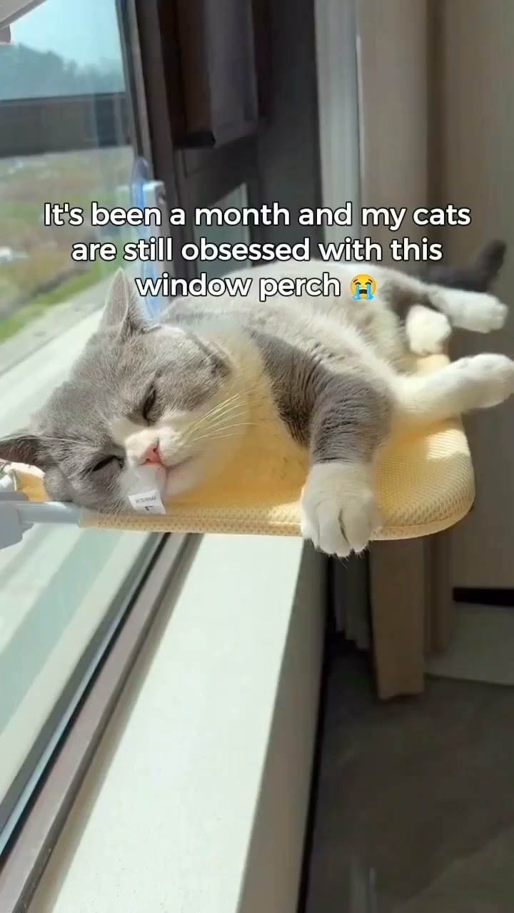 Why Your Cat Won't Leave the Window Alone