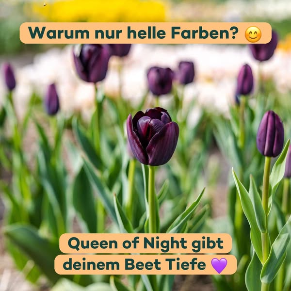 Dunkle Tulpen geben hellen Farben Tiefe