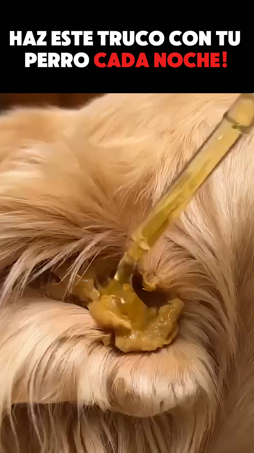 Ultimas UNIDADES! — Limpiador de oídos Peludos · sin alcohol - Para perros y gatos