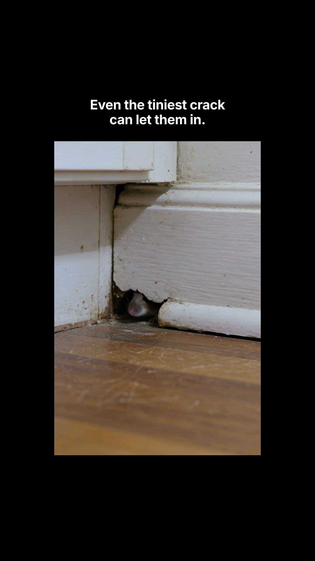 Mice in the Kitchen? Meet ByePest.