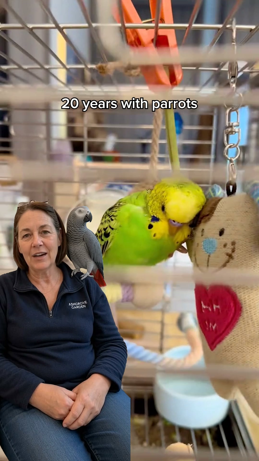 Anúncio de Birbflow