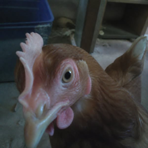 Read This If You Have Chickens And Use Apple Cider Vinegar In The Water...