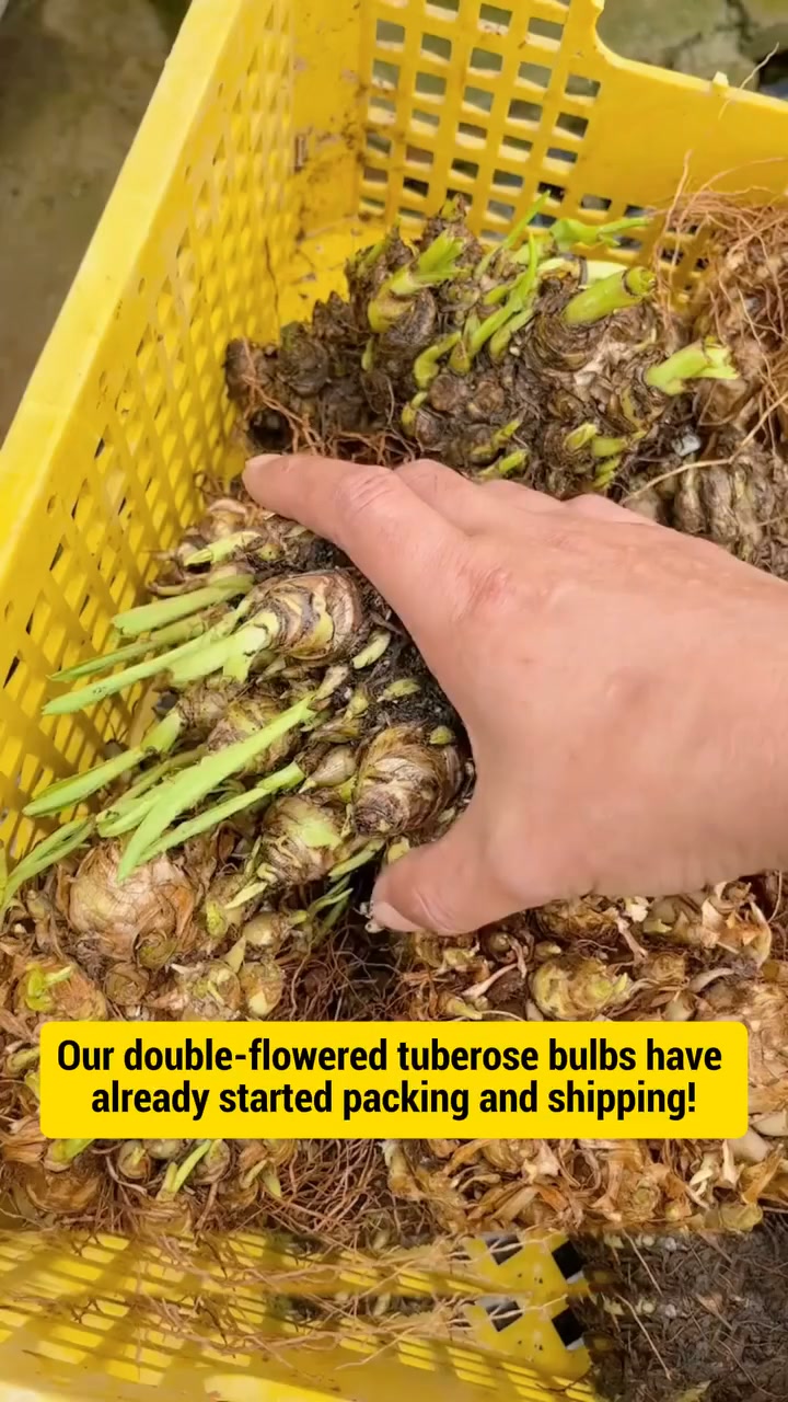 Double Perfume Tuberose Bulbs-Moon Garden Flower