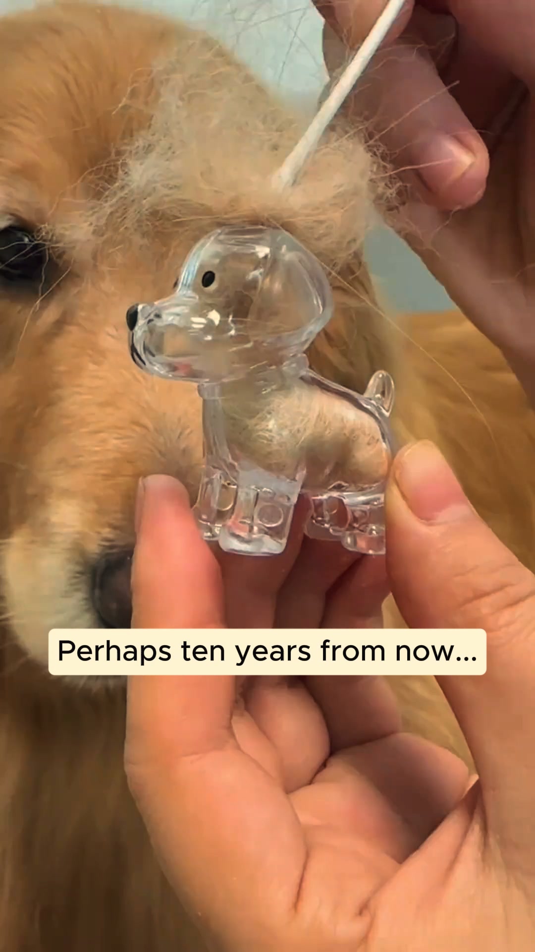 #1 Pet Memory
