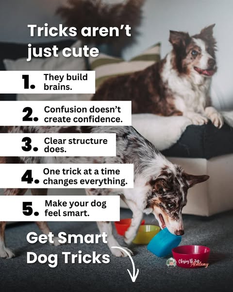 NEW: Smart Dog Tricks - $19