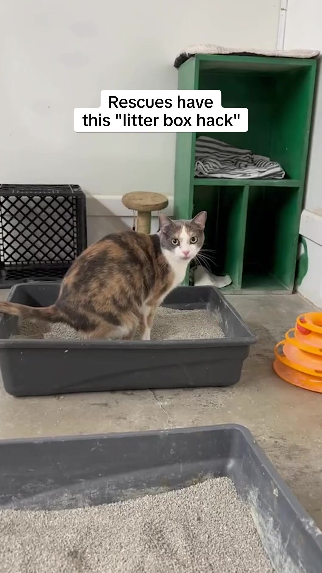 Why You Shouldn't Ignore These Cat Behaviors!