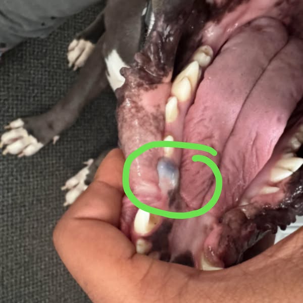 I discovered why European dogs have 73% fewer chronic skin flare-ups than domestic dogs, and it has nothing to do with their diet, it's the