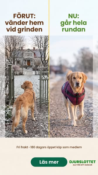 Därför stannar hunden vid grinden