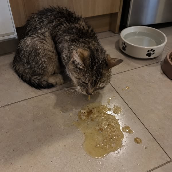 Leggi questo se hai un gatto