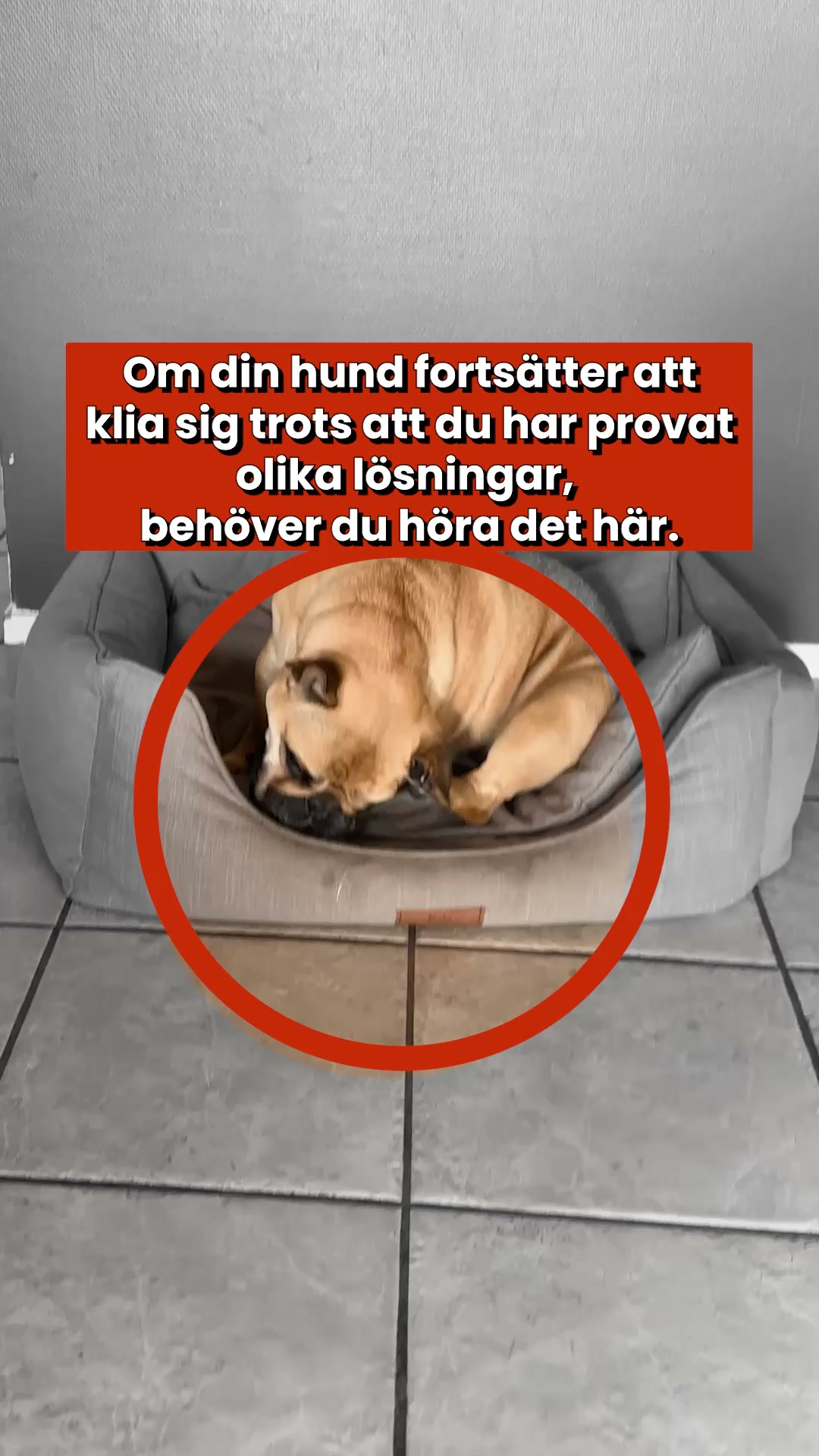Mer Kliande och Oro När Säsongen Skiftar? Dessa Godbitar Stödjer Inifrån