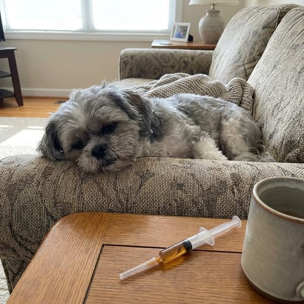 My Shih Tzu Sounds Like She's Dying Every Night