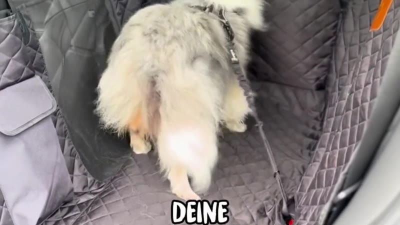 Kofferraumschutz von Rudelkönig