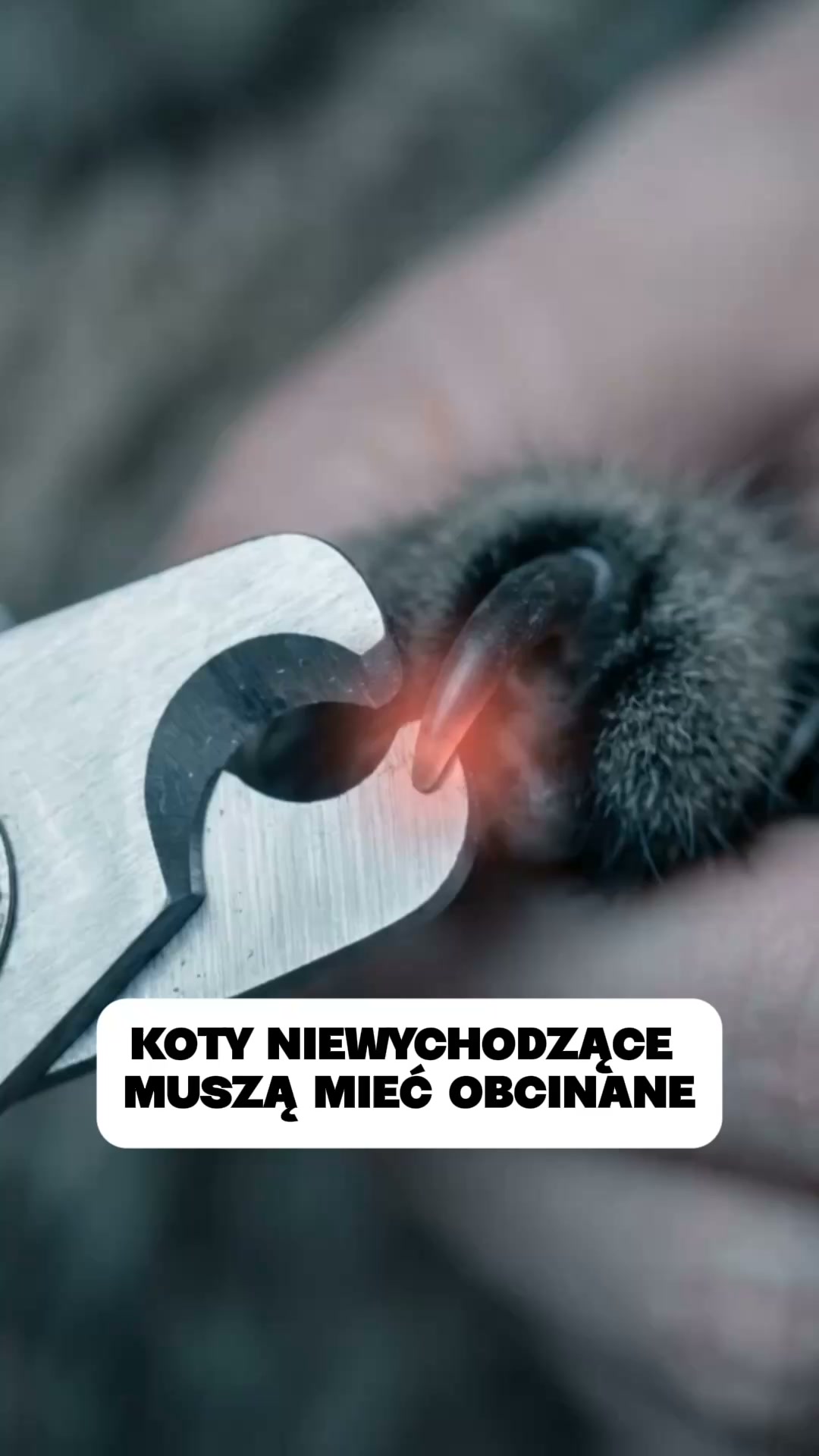 Podaruj kotu własne terytorium