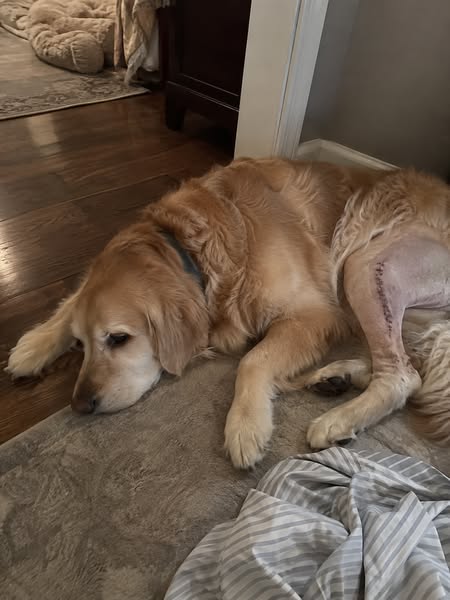 Your Dog's Torn CCL Didn't Happen The Way You Think