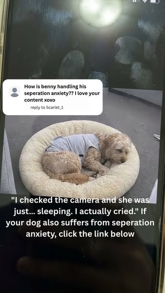Fit your dog today