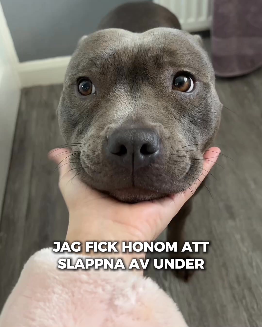 Stressfri klovård för din bästa vän!