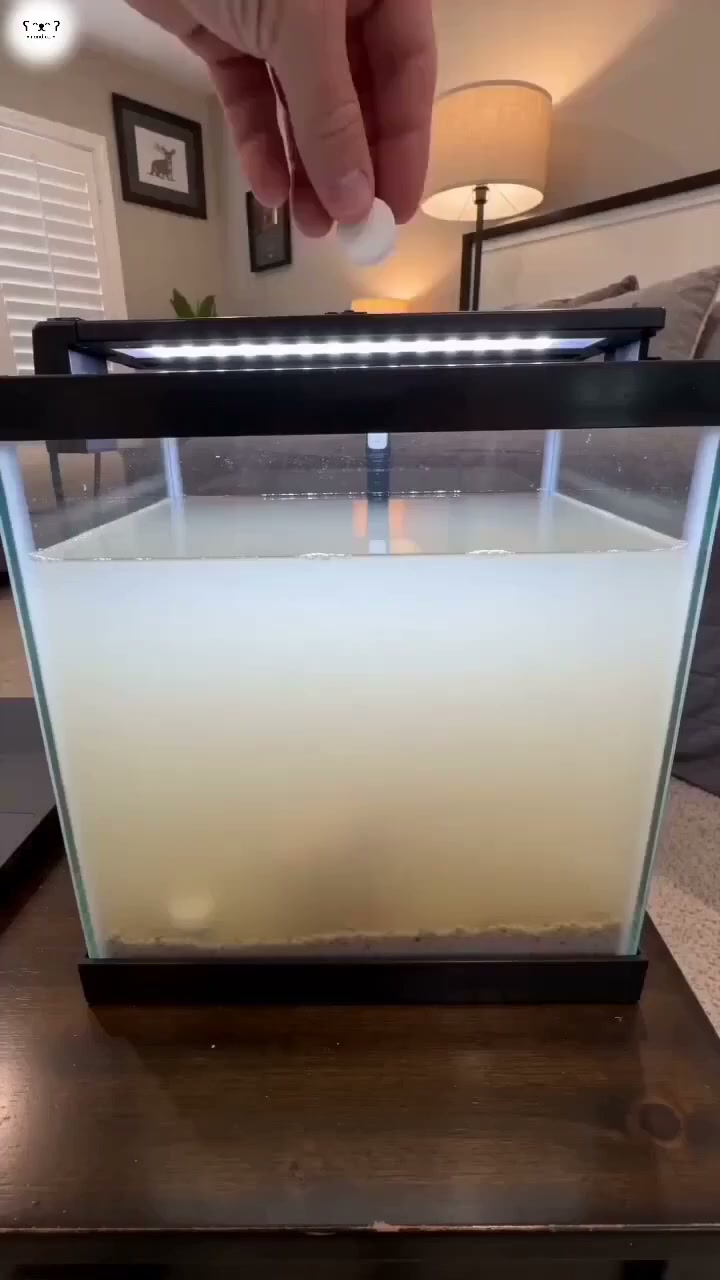 Klareres Aquariumwasser – ganz unkompliziert.