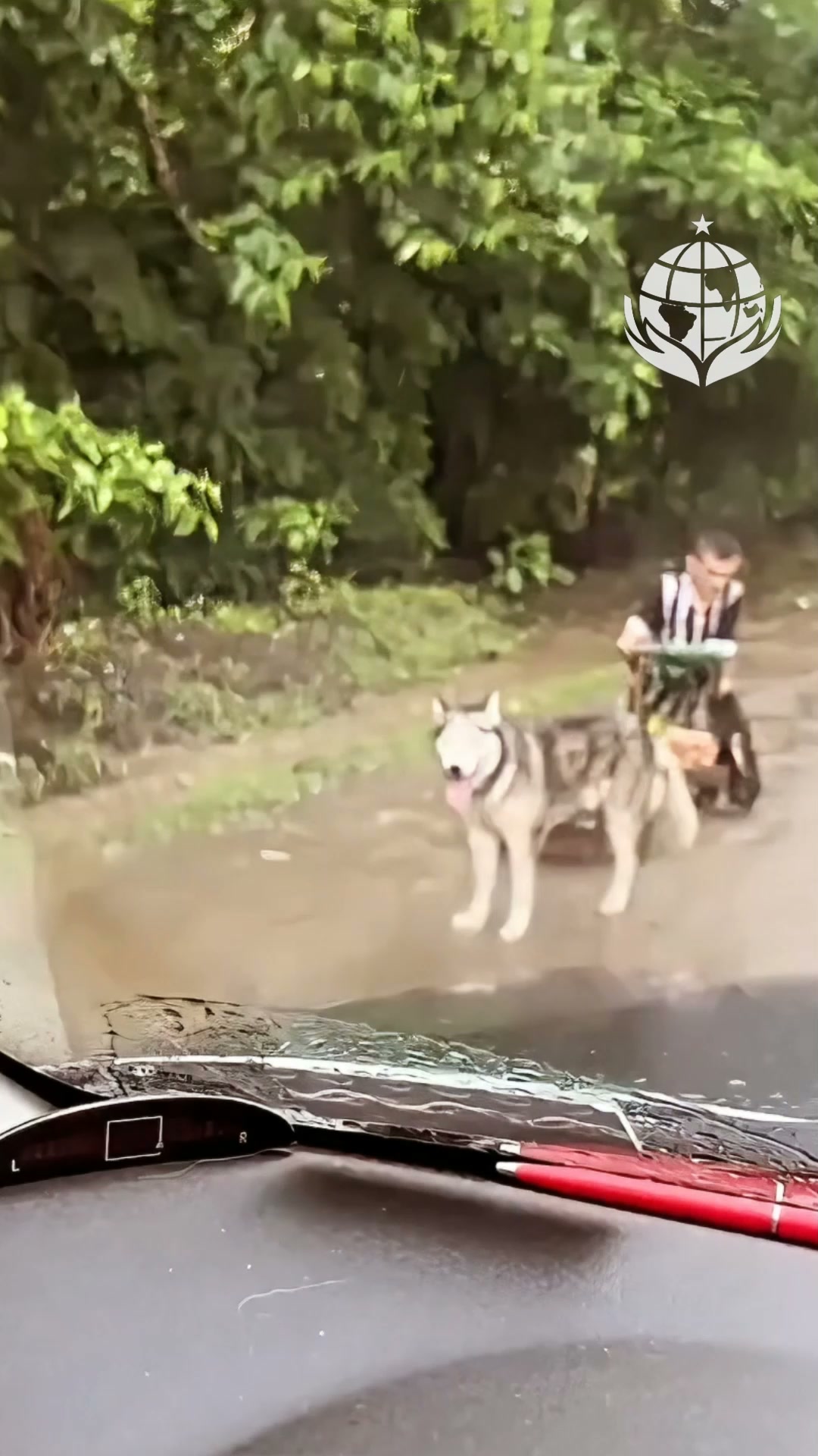 Help Goyito Walk Again