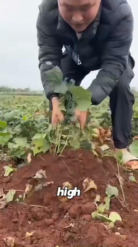 Anúncio de PureSeedling