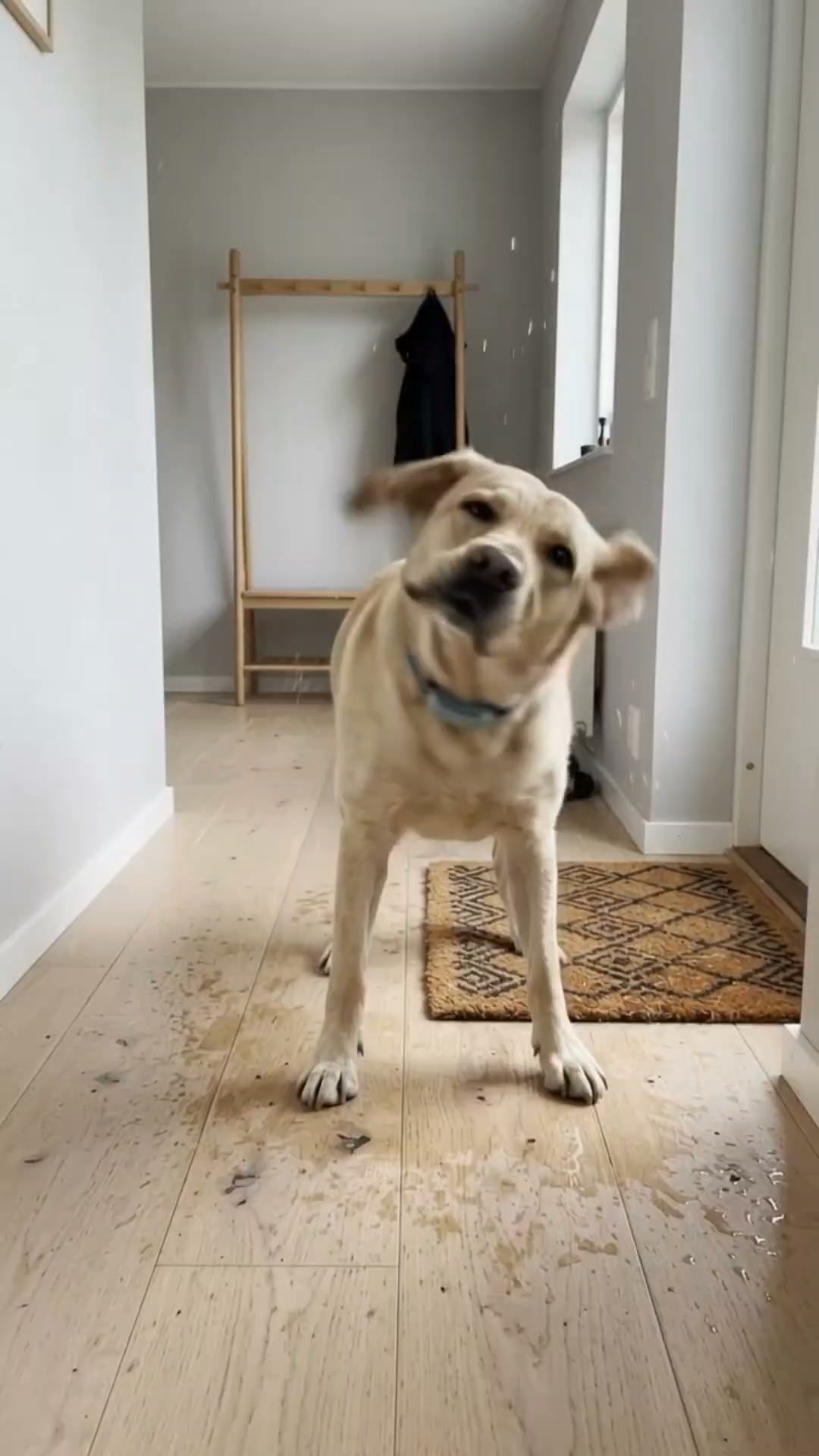Mindre väta när hunden kommer in