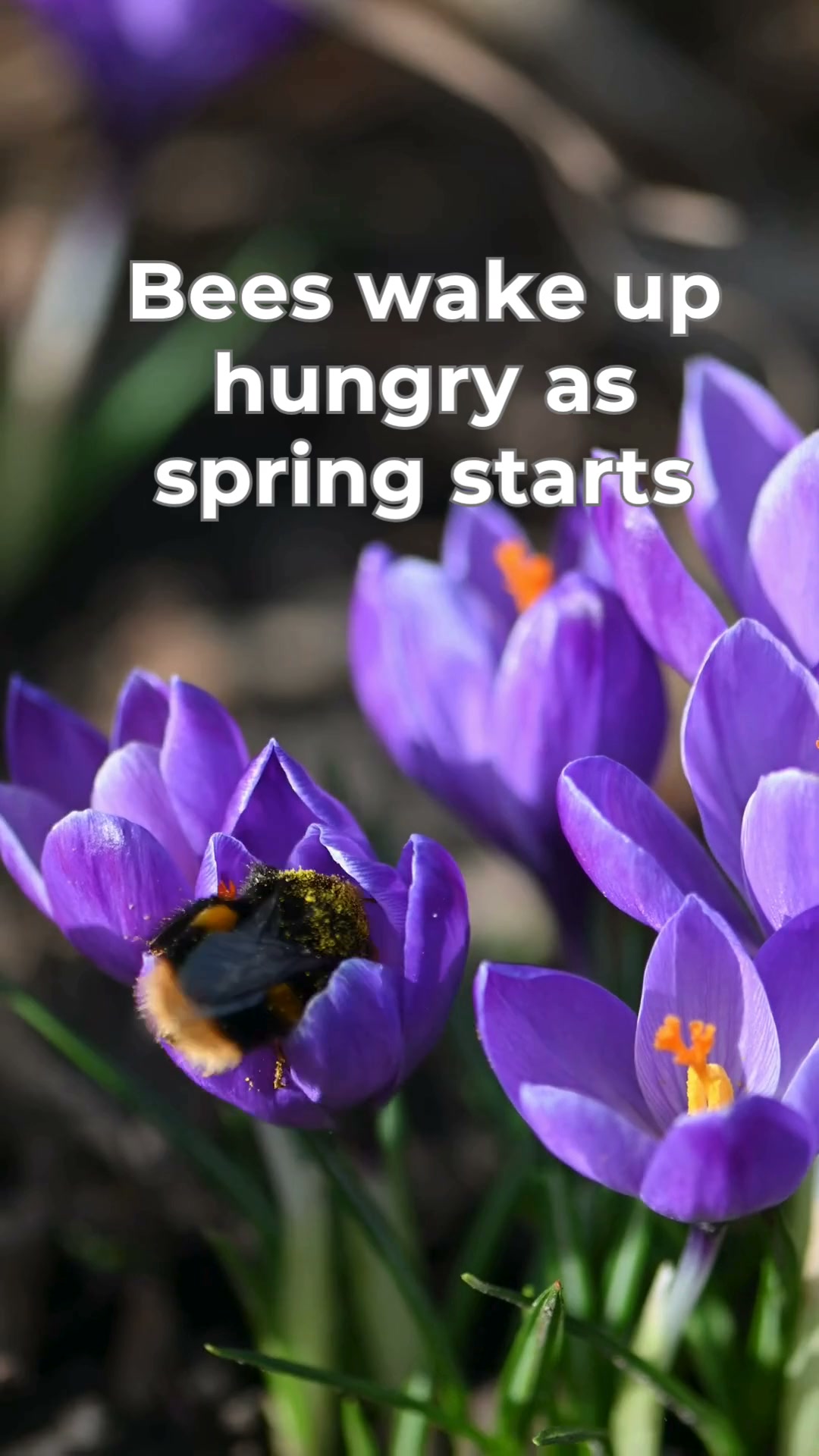 Bee-Friendly Bulbs, Order Now