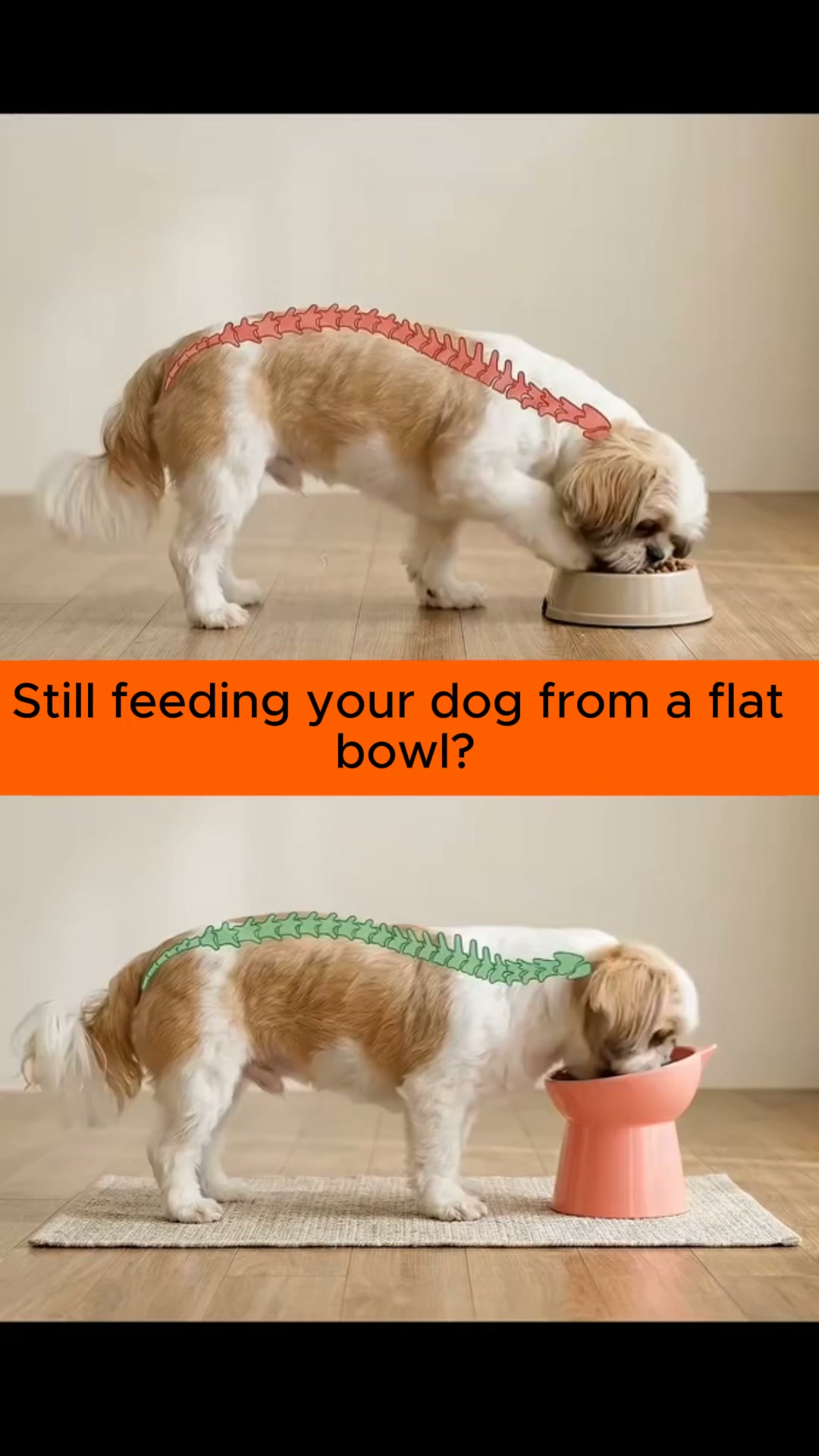 Orthopedic Bowl