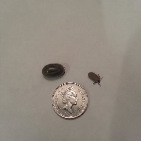 Read This If Your Dog Has Fleas