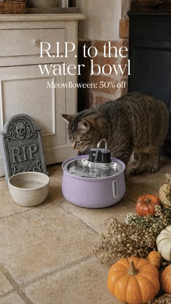 MEOWLLOWEEN SALE | 50% OFF + FREE GIFTS