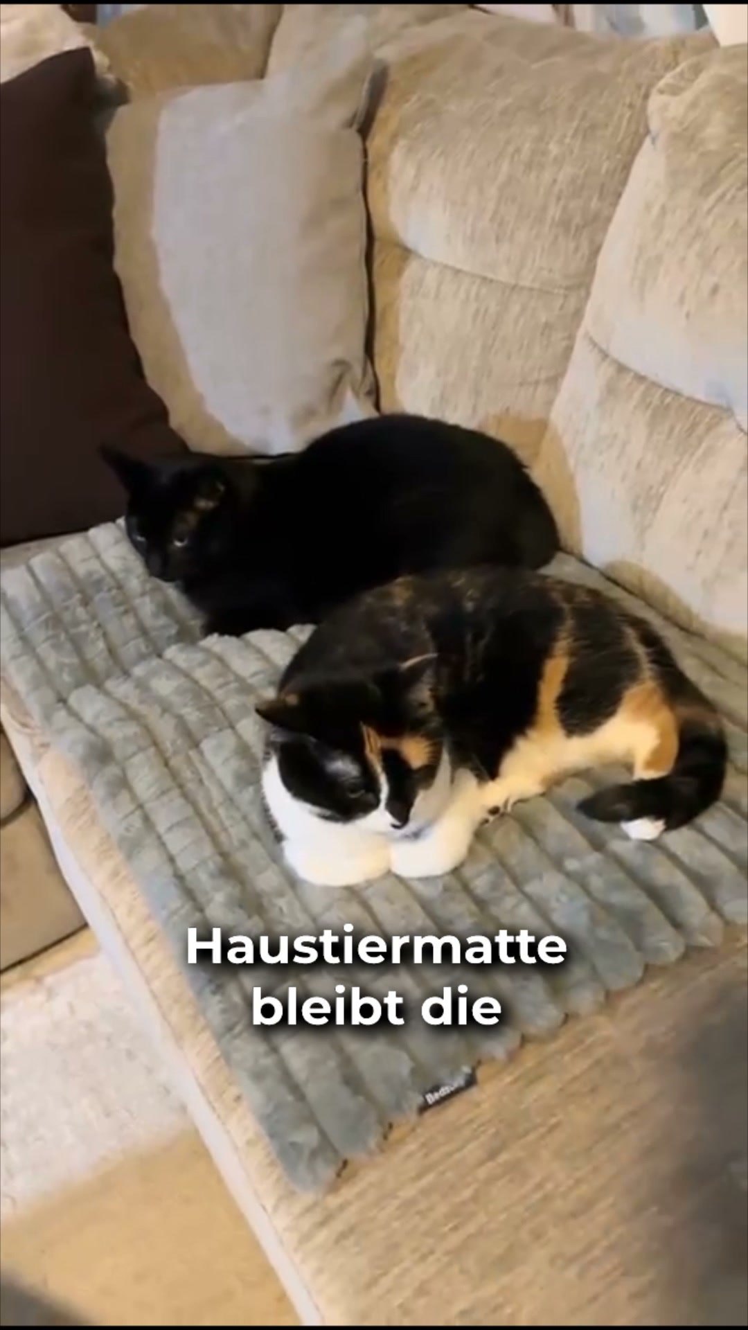 #1 Katzen Wärmeplatz