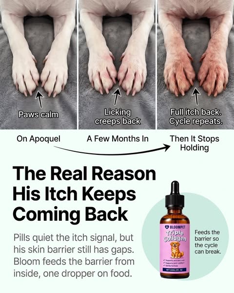 Apoquel stopped holding? Here's why.