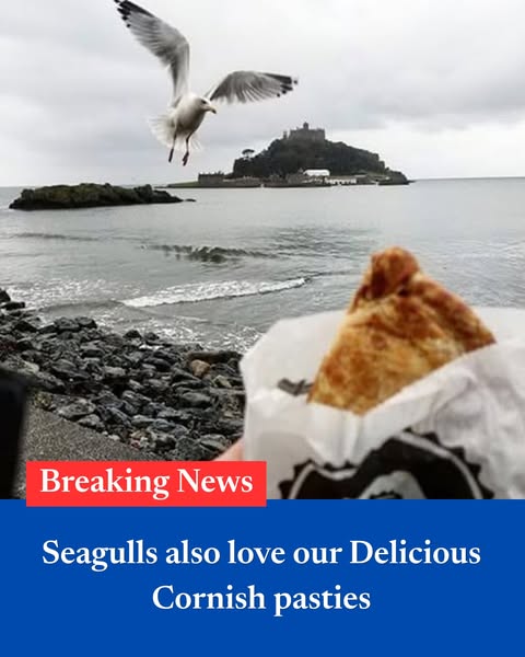 Seagull approved Pasties by post.