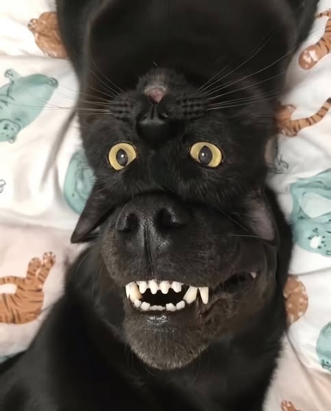 Read if your cat needs their teeth cleaned