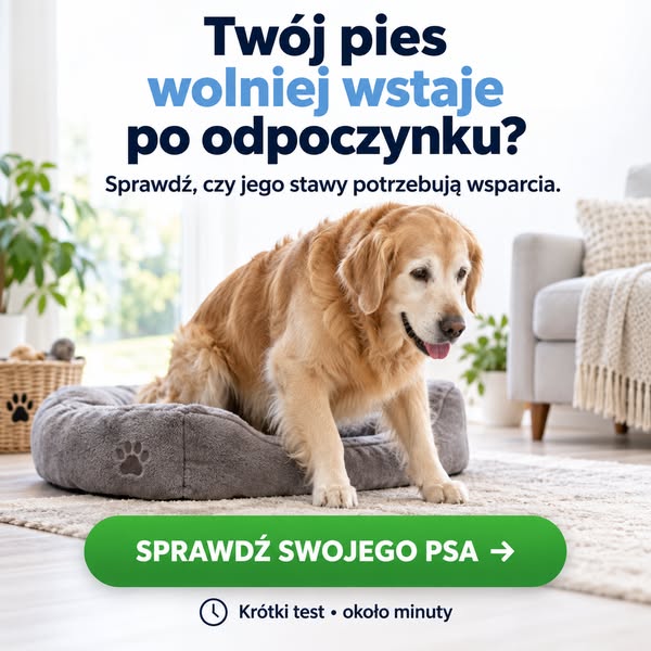 Sprawdź, czy Twój pies potrzebuje wsparcia