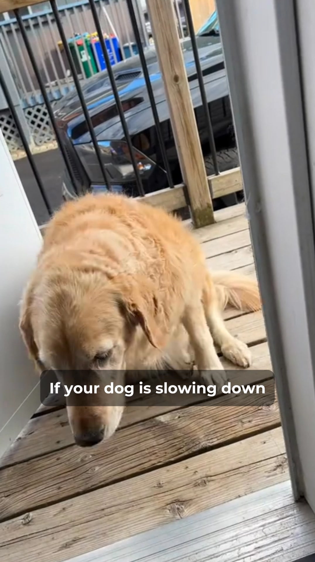 Read This If Your Dog Is Stiff & Sore