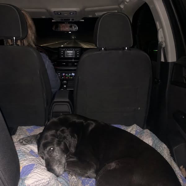 The silent deficiency in dogs nobody talks about…