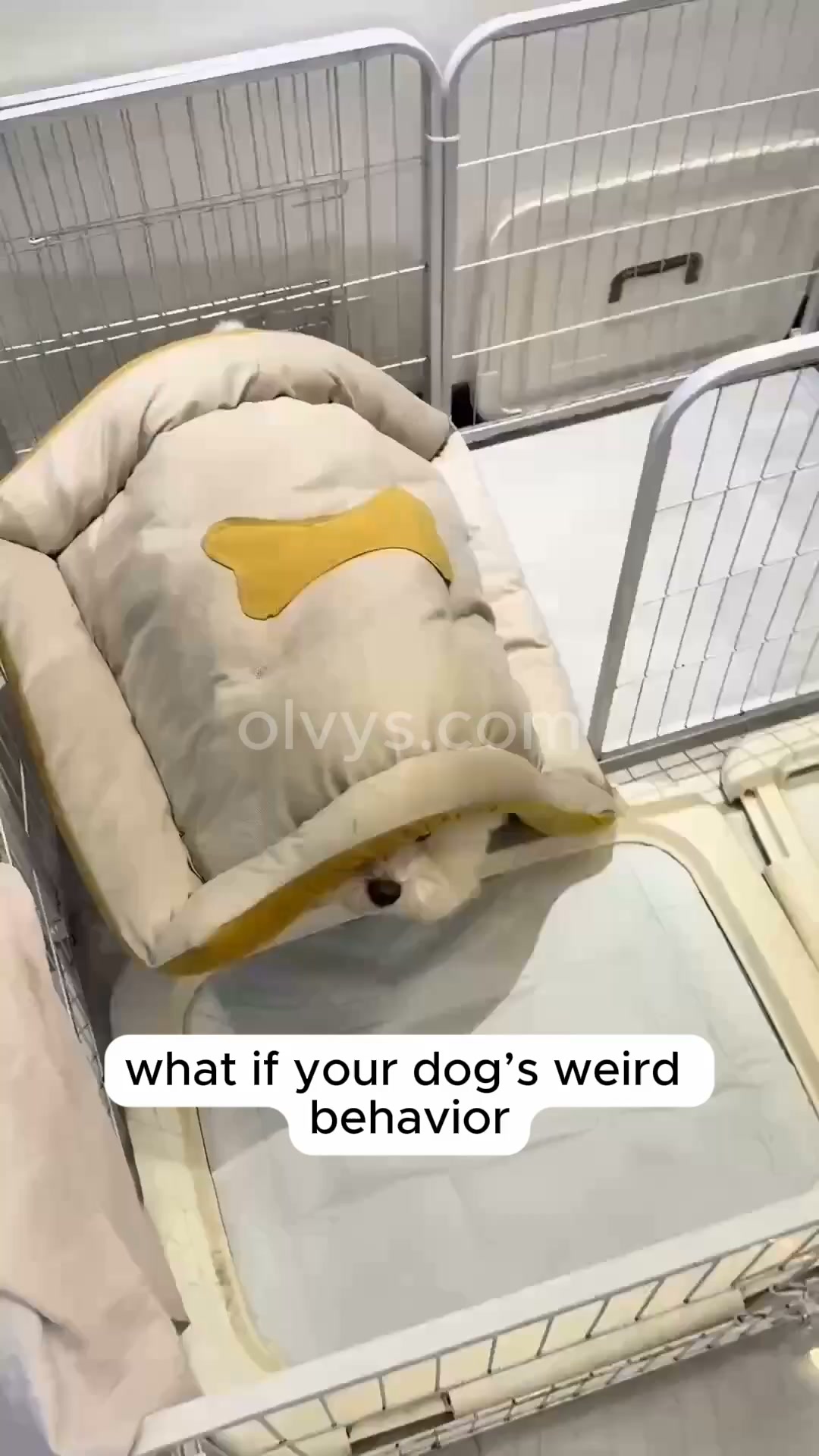 Help your pet rest better | Save 45%