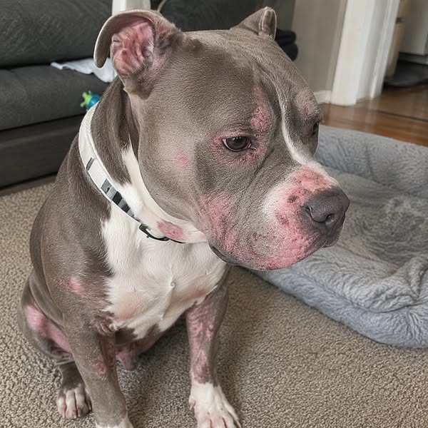 Read This Before Your Next Vet Bill