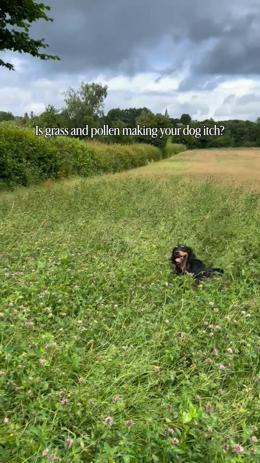 Homeopathic and herbal support for itchy dogs
