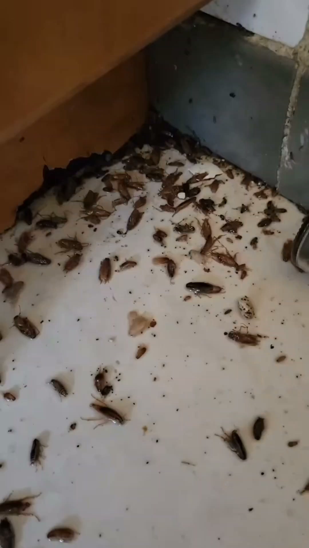 Roaches Own Your Kitchen?