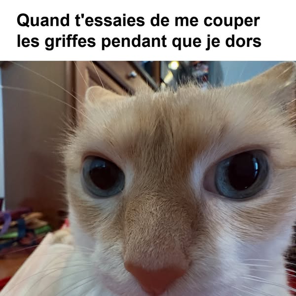 La bataille du coupe-griffes, c'est fini