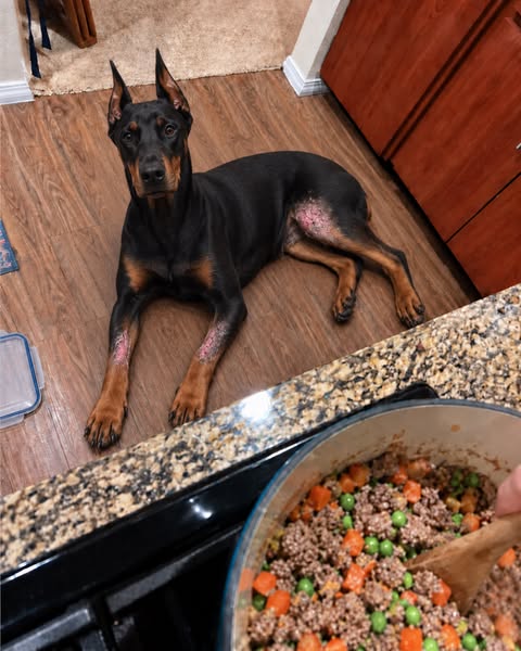 WARNING: Doberman owners. read this x