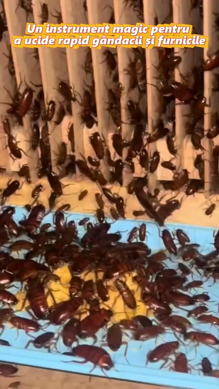 Portes grátisPagamento na entrega