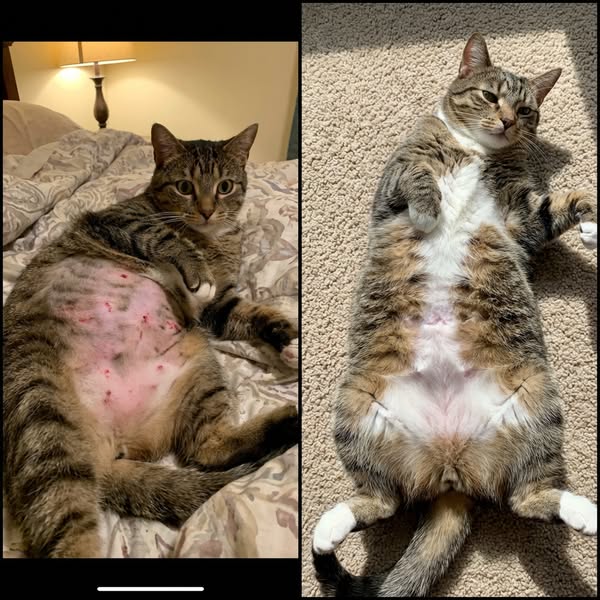 Arrête d'essayer de soigner les allergies de ton chat