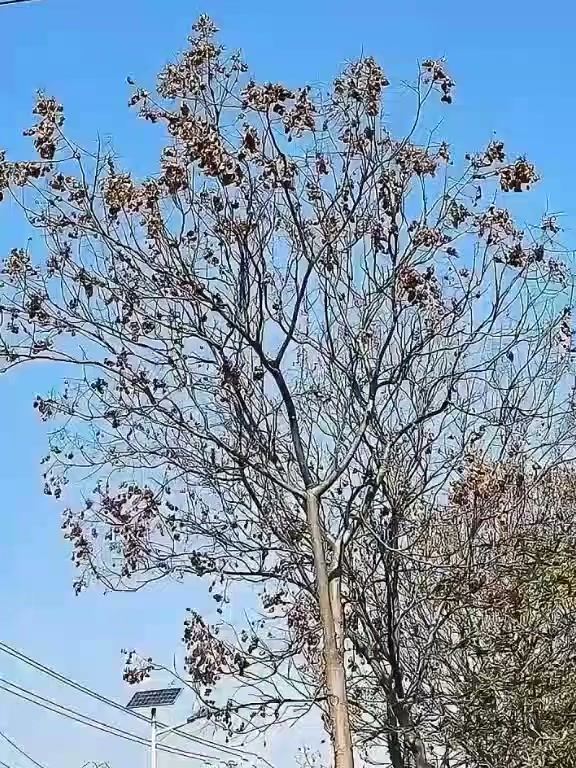 Corte os ramos altos instantaneamente — seguro, prático e sem precisar de escada!